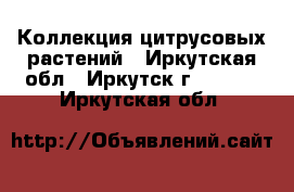 Коллекция цитрусовых растений - Иркутская обл., Иркутск г.  »    . Иркутская обл.